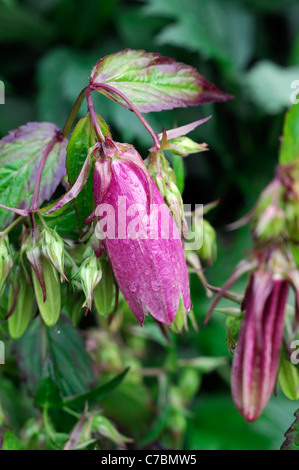 Bellflower Campanula takesimana coréen elizabeth formant touffe rose vivace de forme tubulaire en forme de cloche fleurs fleurs Banque D'Images