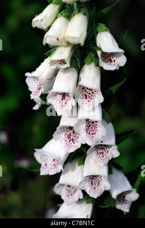 Violet rose blanc tacheté foxglove Digitalis pams' choice closeup macro close up detail sp sorte variété variante var Banque D'Images