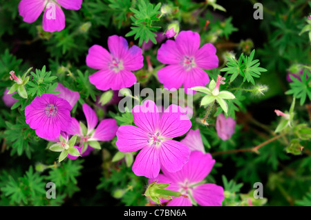 Geranium sanguineum New Hampshire purple géranium sanguin profusion de fleurs violet magenta propagation compact mound Banque D'Images