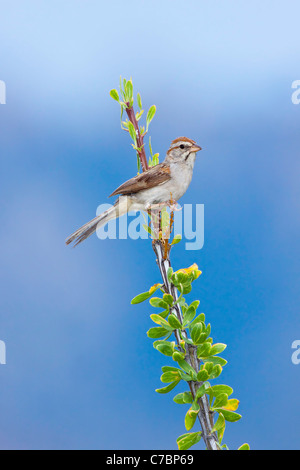 Bruant à winged Sparrow Aimophila carpalis Santa Rita Mountains, dans le comté de Santa Cruz, Arizona, United States Banque D'Images