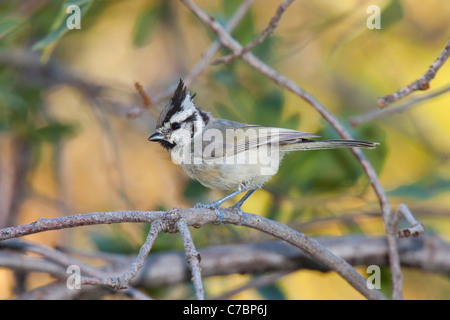 Mésange bicolore Baeolophus wollweberi Bridled Santa Rita Mountains, dans le comté de Santa Cruz, Arizona, United States 9 septembre des profils Paridae Banque D'Images