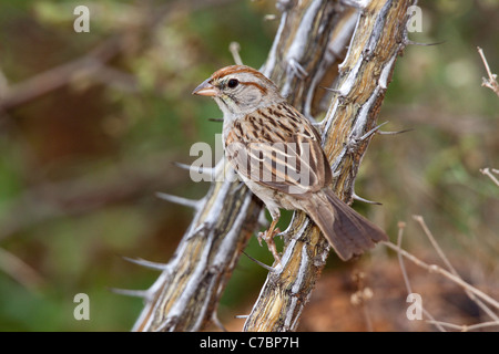 Bruant à winged Sparrow Aimophila carpalis Santa Rita Mountains, dans le comté de Santa Cruz, Arizona, United States Banque D'Images