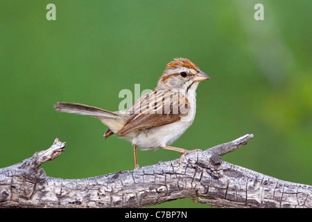 Bruant à winged Sparrow Aimophila carpalis Santa Rita Mountains, dans le comté de Santa Cruz, Arizona, United States Banque D'Images