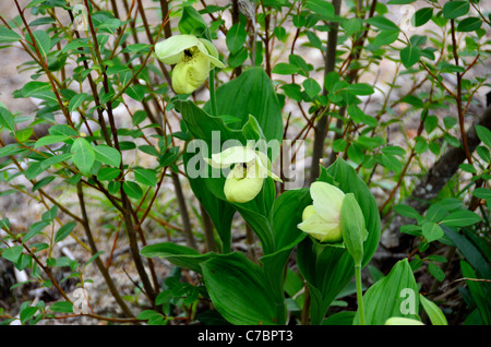 Fleurs jaunes de lady's slipper orchids dans la réserve naturelle de Huanglong. Au Sichuan, en Chine. Banque D'Images