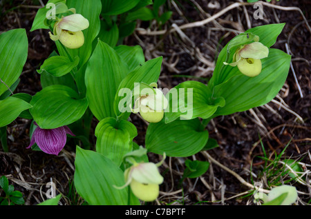 Yellow Lady's Slipper orchid flowers in nature. La Réserve Naturelle de Huanglong, Sichuan, Chine. Banque D'Images