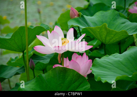 Clair rose des fleurs de lotus et feuilles vertes. Banque D'Images