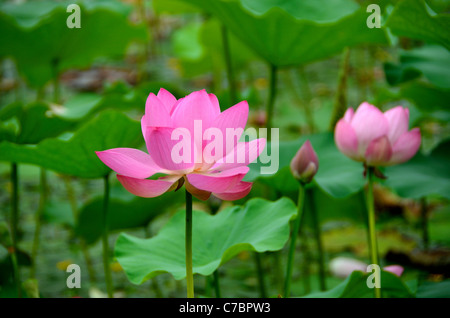 Fleur de lotus rose brillant feuilles vertes. Banque D'Images