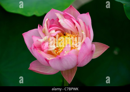 Fleur de lotus rose jaune avec gousse. Banque D'Images