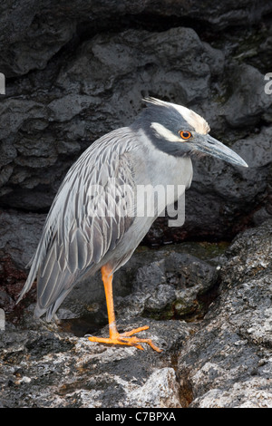 Bihoreau gris jaune (Nyctanassa violacea) Banque D'Images