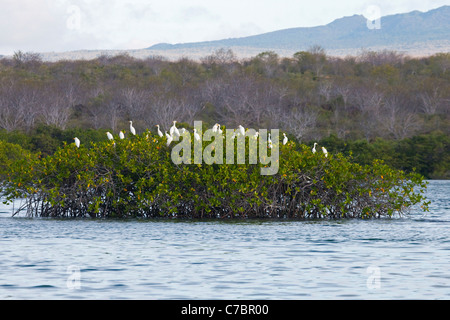 Les aigrettes de bétail (Bubulcus ibis) rôchent dans des mangroves rouges, avec forêt tropicale sèche sur l'île de Santa Cruz au loin. Banque D'Images