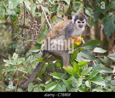 South American singe écureuil (Saimiri sciureus) choisir une fleur à boire le nectar Banque D'Images