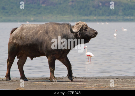 Buffle d'Afrique (Syncerus caffer) sur la côte du lac Elementaita. Banque D'Images