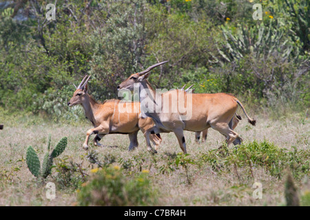 L'éland commun d'antilopes (Taurotragus oryx) en cours d'exécution. Banque D'Images