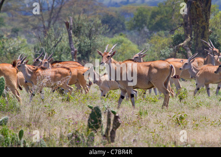 Les antilopes de l'ensemble des terres (Taurotragus oryx) dans le nuage d'insectes allaités dans le centre du Kenya. Banque D'Images