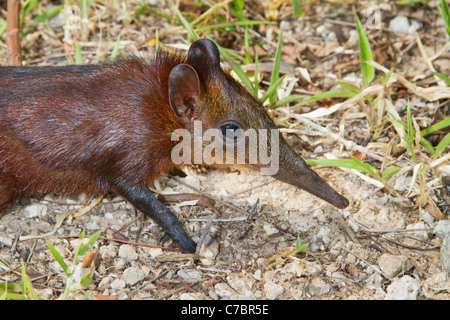 Musaraigne éléphant à croupion doré (Rhynchocyon chrysopygus), Arabuko-Sokoke Forest, au Kenya. Banque D'Images