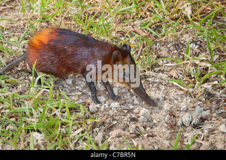 Musaraigne éléphant à croupion doré (Rhynchocyon chrysopygus), Arabuko-Sokoke Forest, au Kenya. Banque D'Images