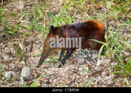 Musaraigne éléphant à croupion doré (Rhynchocyon chrysopygus), Arabuko-Sokoke Forest, au Kenya. Banque D'Images