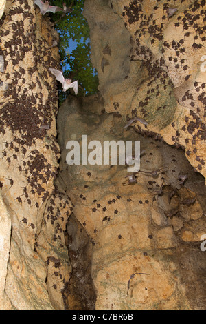 Une grotte avec une grande colonie de chauves-souris africaines à queue de mouton (Coleura afra), sur la côte du Kenya. Banque D'Images