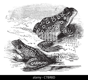 1.Shad frog 2. Grenouille des marais (Rana palustris) vintage la gravure. Vieille illustration gravée d'Aloses grenouille et la grenouille des marais. Banque D'Images