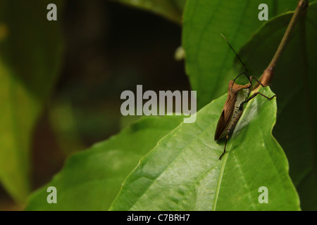 Bug sur vert jardin Banque D'Images