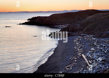 Plage jonchée de bois flotté, Grandmas Cove, camp américain, l'île San Juan National Historical Park, San Juan County, Washington Banque D'Images