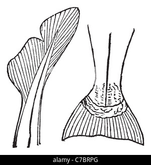 1.queue hétérocerque (requin) 2. Homocercal (saumon) vintage la gravure. Vieille illustration gravée et Homocercal de queue hétérocerque Banque D'Images