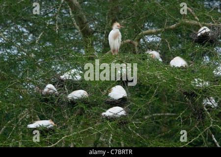 Les bovins mâles Egret (Bubulcus ibis) colonie de nidification Banque D'Images