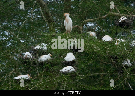 Les bovins mâles Egret (Bubulcus ibis) colonie de nidification Banque D'Images