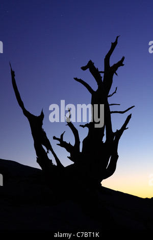 Bristlecone Pine silohuetted contre ciel étoilé de nuit, Inyo National Forest, Montagnes Blanches, California, USA Banque D'Images