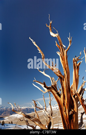 Bristlecone Pine, Inyo National Forest, Montagnes Blanches, California, USA