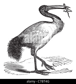 Ibis Sacré Threskiornis ou africains aethiopicus, gravure d'époque. Vieille illustration gravée de l'ibis sacré. Banque D'Images