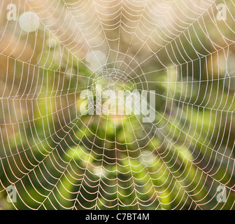 Libre de Spider web avec des gouttes de rosée du matin Banque D'Images