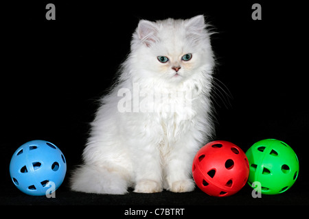 Chaton Persan Chinchilla sur fond noir Banque D'Images