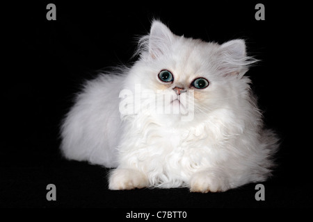 Chaton Persan Chinchilla sur fond noir Banque D'Images