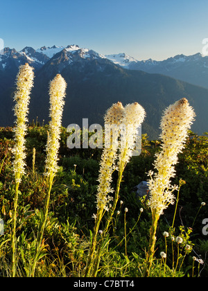 Xérophylle dans prairie subalpine et le Mont Olympe, Bailey, Montagnes Olympiques, Olympic National Park, Washington Banque D'Images