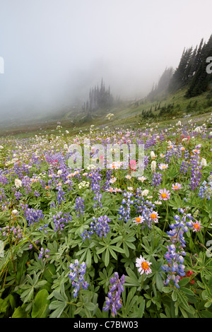 Domaine de fleurs sauvages dans le brouillard, Edith Creek Bassin, Paradis, Parc National de Mount Rainier, Washington, USA Banque D'Images