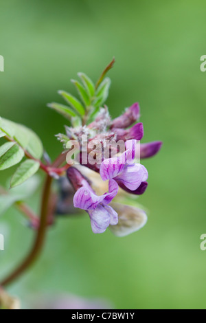 Vesce Vicia sepium Bush ; ; ; Cornwall UK Banque D'Images