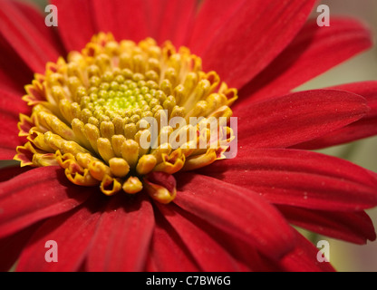 Fleur. Gerbera closeup Banque D'Images