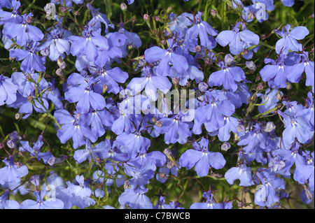 Bleu de fuite Lobelia erinus en fleurs en conteneur de jardin Banque D'Images