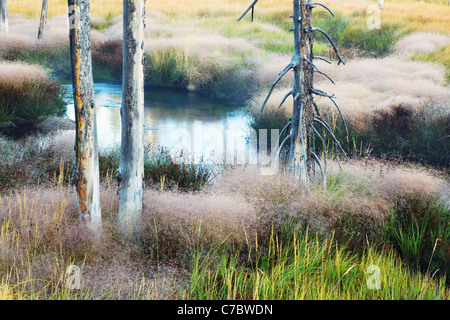 L'Obsidienne Creek qui coule à travers un misty meadow et les arbres morts en automne, le Parc National de Yellowstone, Wyoming, USA Banque D'Images