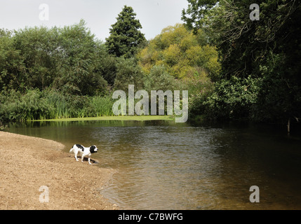 Petit spaniel chien sur une plage de galets dans un coude de la rivière Otter près de Colaton Raleigh, Devon Banque D'Images