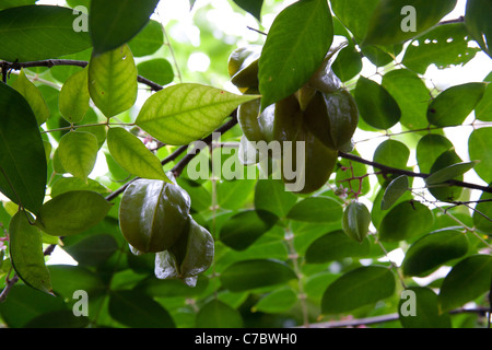 Averrhoa Carambola caramboles arbre avec des fruits mûrs, Palm House, UK Banque D'Images