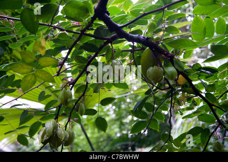 Averrhoa Carambola caramboles arbre avec des fruits mûrs, Palm House, UK Banque D'Images