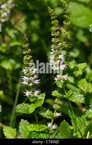 Fleurs de menthe (Mentha spicata lance) Banque D'Images