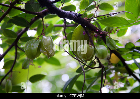 Averrhoa Carambola caramboles arbre avec des fruits mûrs, Palm House, UK Banque D'Images