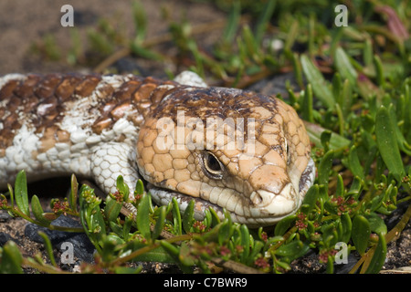 Gros plan sur la tête d'un Western Australian Tiliqua rugosa, Bobtail ou lézard. Banque D'Images