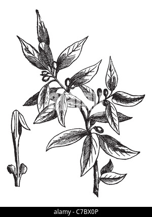 Les feuilles de laurier (Laurus nobilis) ou grecian laurel ou laurier, vintage engraved illustration. Encyclopédie Trousset (1886 - 1891) Banque D'Images