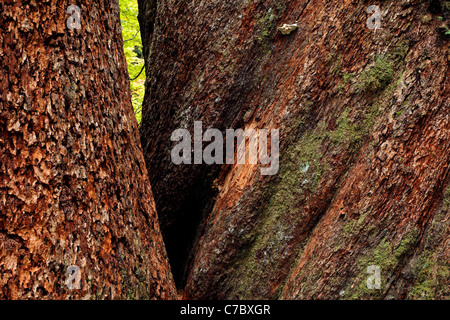 Les troncs de sapins de Douglas géant, Grove des Patriarches, Mount Rainier National Park, Washington, USA Banque D'Images