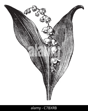 Convallaria majalis ou muguet, vintage engraved illustration. Encyclopédie Trousset (1886 - 1891). Banque D'Images