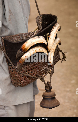 L'Inde, Nagaland, Longwa, sanglier décorant les défenses de l'Angh panier royal, chef de villages Naga Konyak Banque D'Images